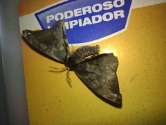 Phiditiidae