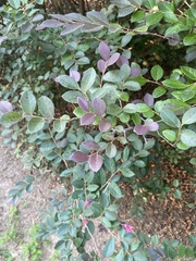 Loropetalum chinense