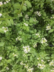 Nasturtium microphyllum