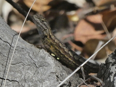 Sceloporus occidentalis longipes
