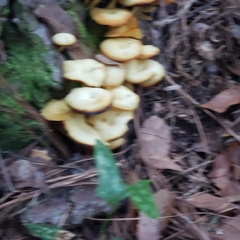 Tricholomopsis aurea