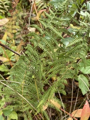 Thelypteris palustris