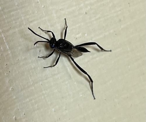 Blue-eyed Ensign Wasp