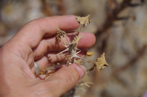 Image of Monsonia marlothii by (c) Eric Knight, some rights reserved (CC BY)