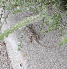 Sceloporus cowlesi