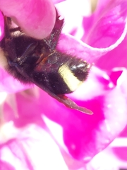 Bombus vosnesenskii