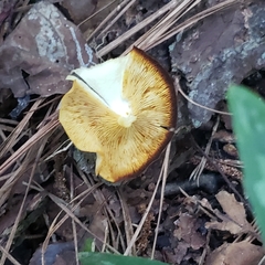 Tricholomopsis aurea