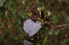Zygopetalum