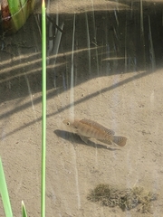 Oreochromis niloticus