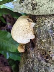 Crepidotus mollis