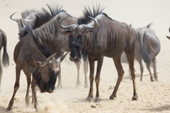 Connochaetes taurinus taurinus