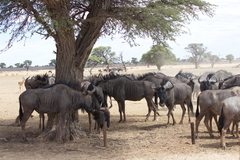 Connochaetes taurinus taurinus