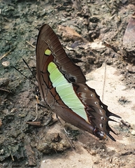 Polyura athamas