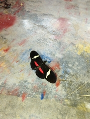 Heliconius clysonymus