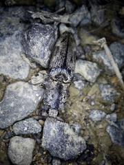 Cryptalaus larvatus pini