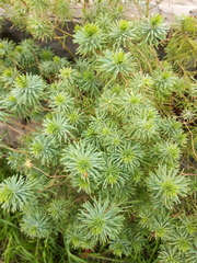 Euphorbia cyparissias