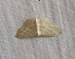 Scopula umbilicata