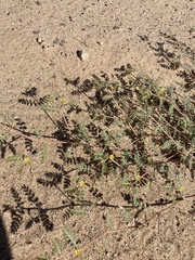 Kallstroemia californica
