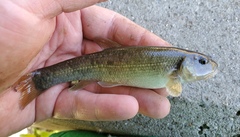 Tonguetied Minnow photo 5