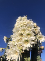 Trichocereus spachianus