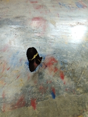 Heliconius clysonymus