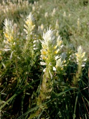 Melampyrum argyrocomum