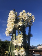 Trichocereus spachianus
