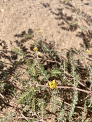 Kallstroemia californica