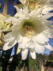 Trichocereus spachianus