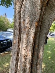Ulmus parvifolia