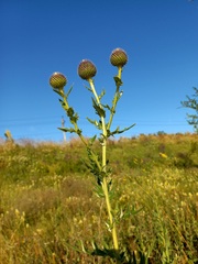 Cirsium serrulatum