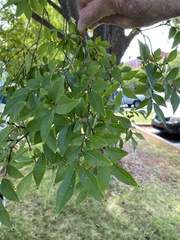 Ulmus parvifolia