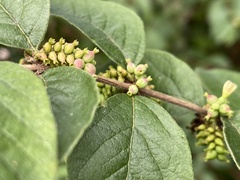 Symphoricarpos orbiculatus