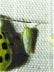 Macrosteles