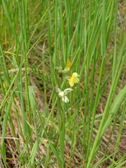 Vicia grandiflora