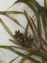 Potamogeton obtusifolius