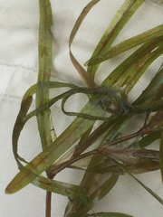 Potamogeton obtusifolius