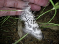 Antipercnia albinigrata