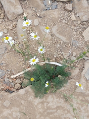 Tripleurospermum maritimum