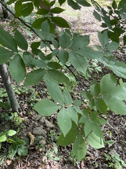 Carya pallida