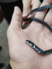 Zamenis longissimus
