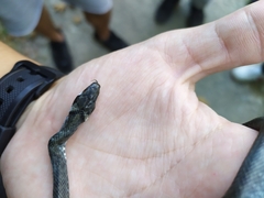 Zamenis longissimus
