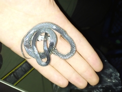 Zamenis longissimus