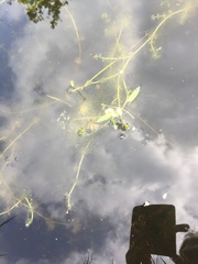 Ranunculus circinatus