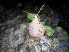 Miltochrista miniata