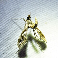 Lineodes