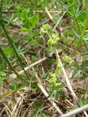 Valerianella locusta