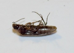 Synchroa punctata