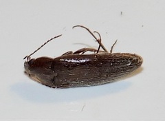 Synchroa punctata