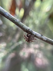 Dryocosmus floridensis